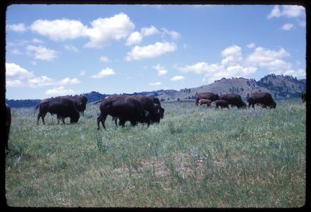 Bison on prairie, Wind Cave National Park
