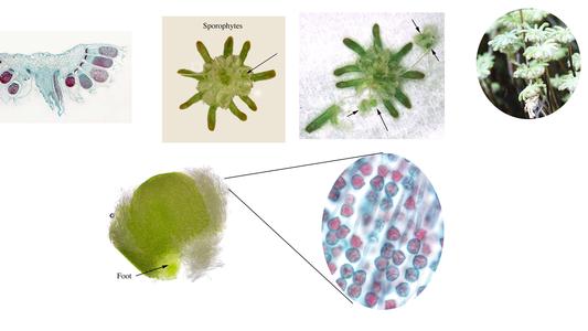 Marchantia - composite of stages associated with the archegoniophore