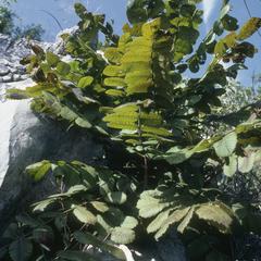 Comocladia engleriana, a relative of poison ivy