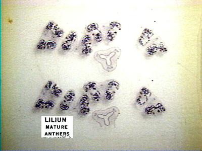 Lilium prepared slide of dehiscing anthers