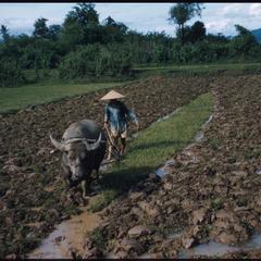 Plowing the paddy field