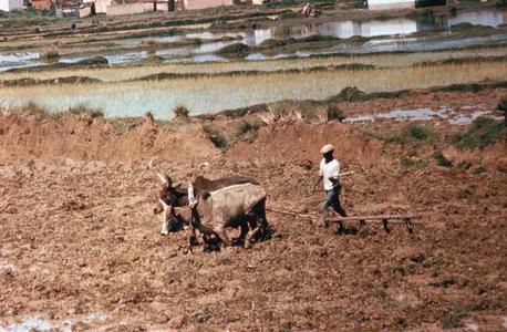 Rice Fields Plowed with Ox-Driven Plow