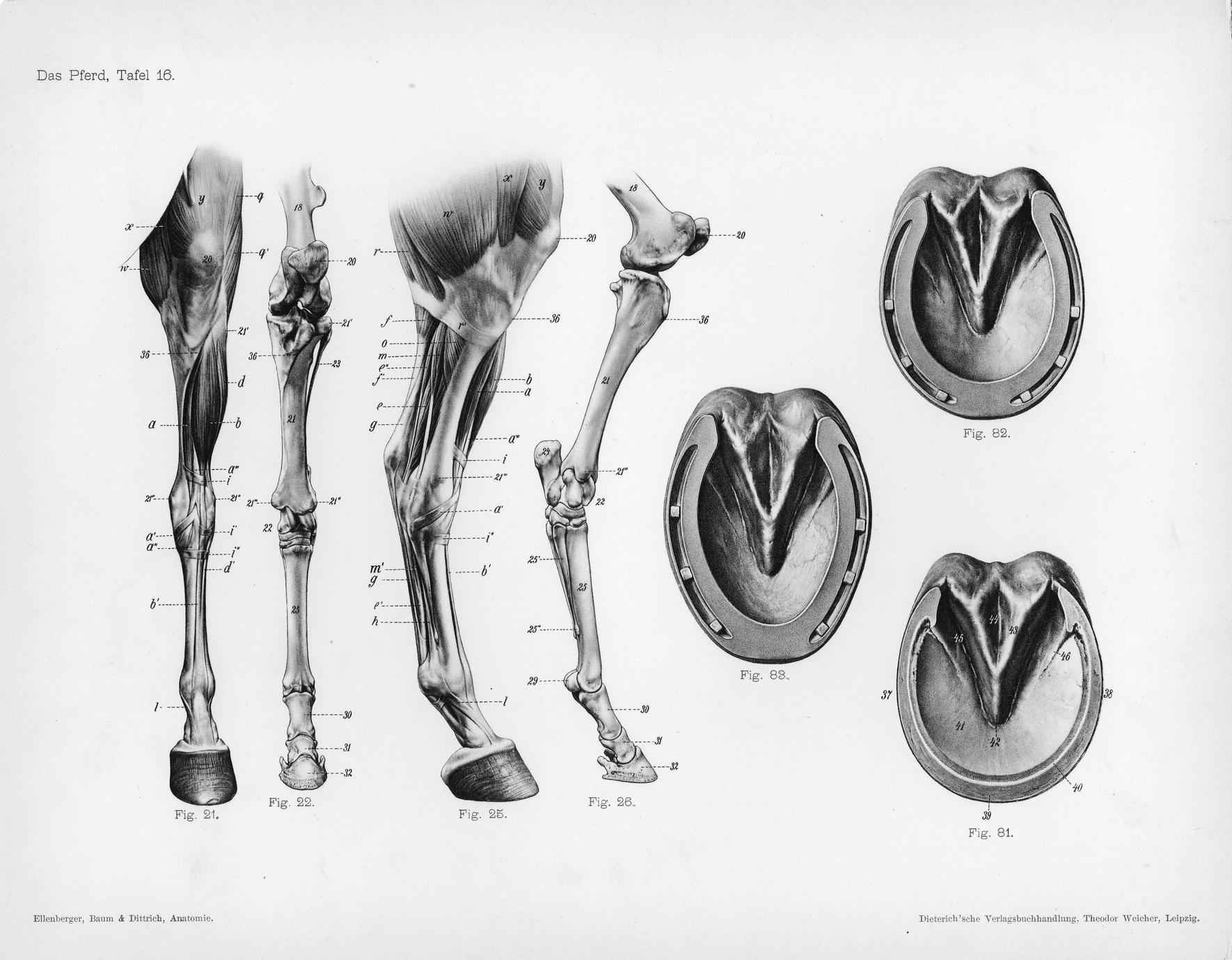 ‎Das Pferd, Tafel 16 - UWDC - UW-Madison Libraries