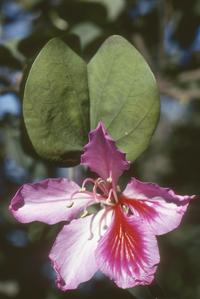 Bauhinia, a small tree cultivated in Guatemala City.