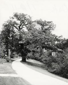 President's oak