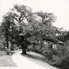 President's oak