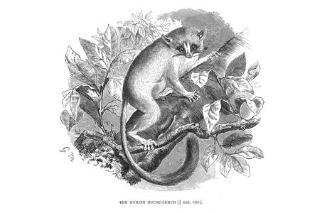 The Murine Mouse-Lemur (1/2 nat. size)