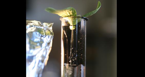 Phloem sap streaming from a cut stem of Cucurbita