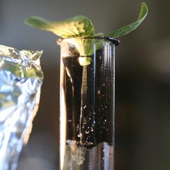 Phloem sap streaming from a cut stem of Cucurbita