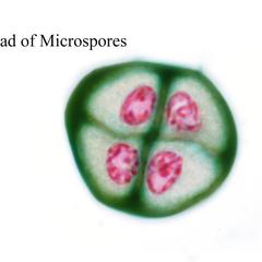 Tetrad of microspores at the end of mieosis - Lilium microsporogenesis