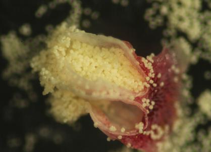 Dehiscing pollen sacs of red pine