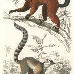 Lemuridae Print