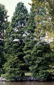 Bald Cypress trees