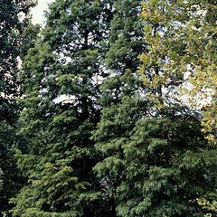 Bald Cypress trees