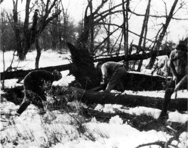 Nina, Aldo, and Starker Leopold cutting fallen tree