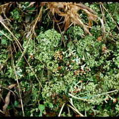 Lichens - mostly Cladonia; Gasser Sand Barrens