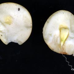 Dissected seed of Cycas siamensis