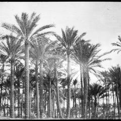 Bedrachin Palms along the Nile