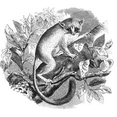 Gray Mouse Lemur Print