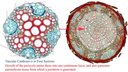 Composite of cross sections of a woody basswood root and the vascular cylinder of a Ranunculus root