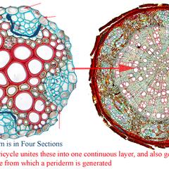 Composite of cross sections of a woody basswood root and the vascular cylinder of a Ranunculus root