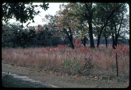 Savanna restoration, fall of 1982, University of Wisconsin Arboretum