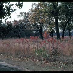 Savanna restoration, fall of 1982, University of Wisconsin Arboretum