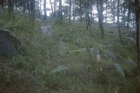 Pine woods on steep slope above falls of Tapalpa