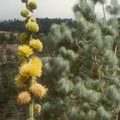 Agave flowers and pine tree, Sierra de los Cuchumatantes