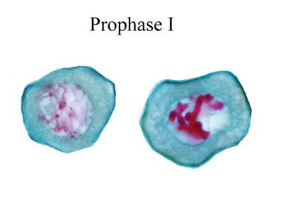 Prophase I - Lilium microsporogenesis