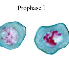 Prophase I - Lilium microsporogenesis