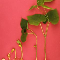 Bean seedlings at various stages of development
