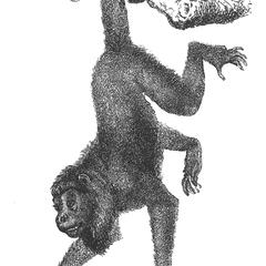 Howler Monkey Print