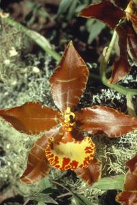 Odontoglossum grande orchid on oak