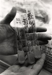 Test tubes from Wisconsin Seed Potato tissue culture lab