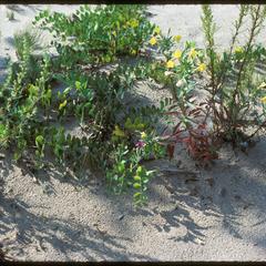Lathyrus maritimus, Oenothera biennis, and Artemisia caudata; Lake Michigan shore