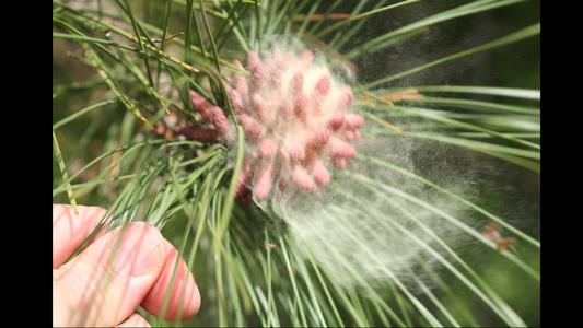 Dehiscing pine pollen of red pine