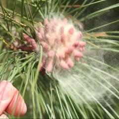 Dehiscing pine pollen of red pine