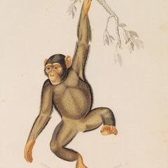 Swinging Chimpanzee Print
