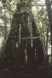 Fenestrated trunk, Monteverde Cloud Forest Preserve