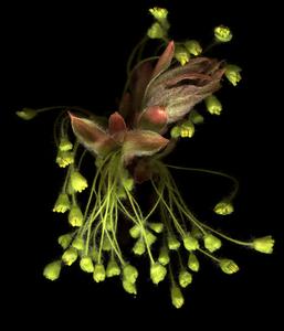 Acer saccharum scanned young maple inflorescence
