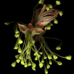 Acer saccharum scanned young maple inflorescence
