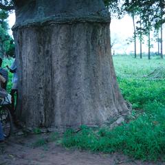 Bark Stripped from Baobab Tree to Make Rope