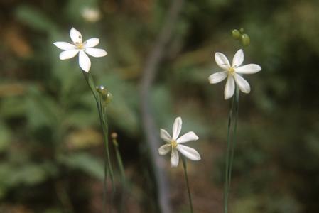 Sisyrinchium flowers, south of Carapan