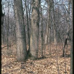 Double-trunked white oak, Wingra Woods, University of Wisconsin–Madison Arboretum