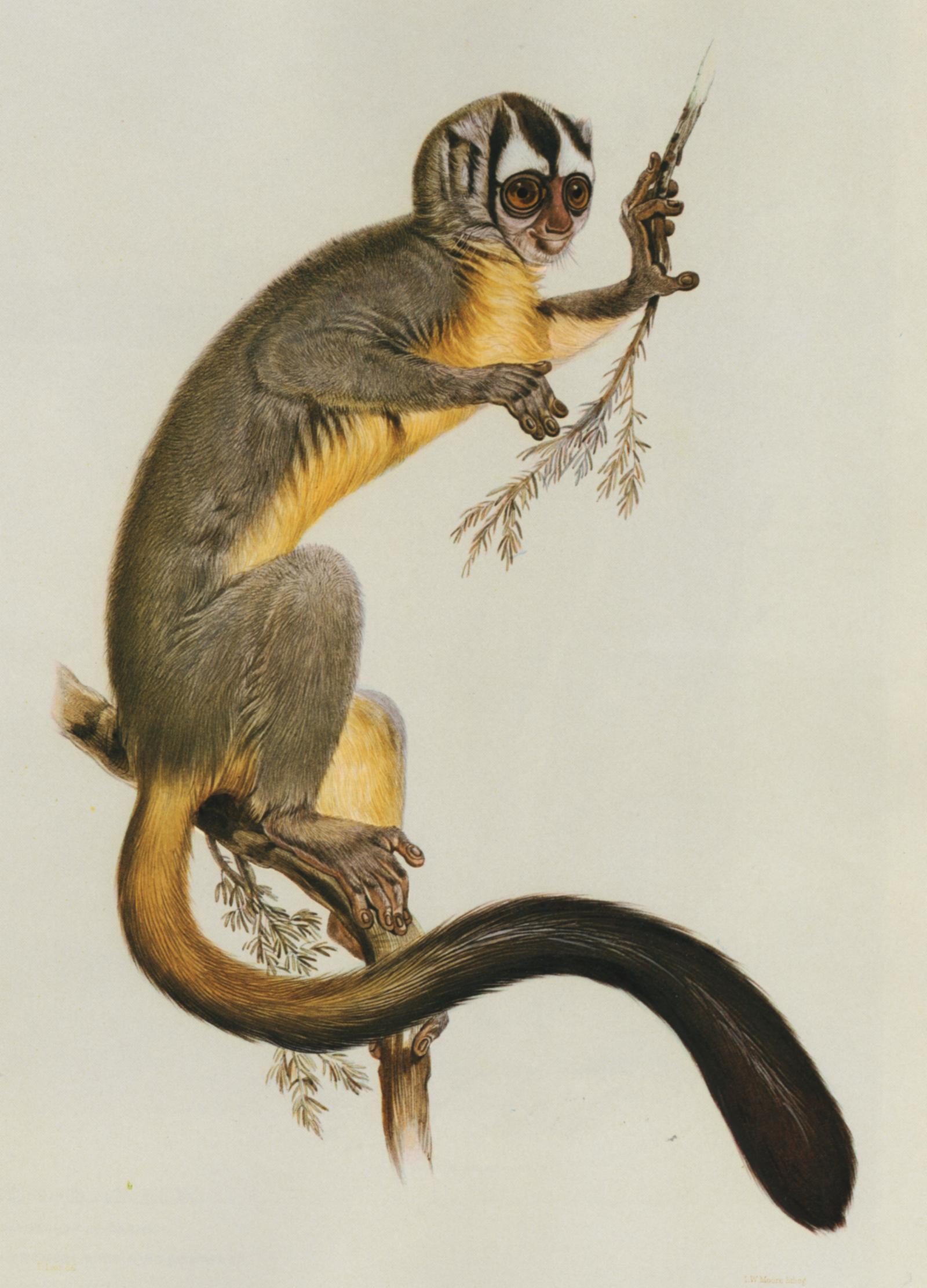 Azara's Night Monkey Print - UWDC - UW-Madison Libraries