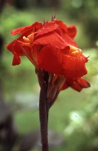 Red Ifaturoti flower