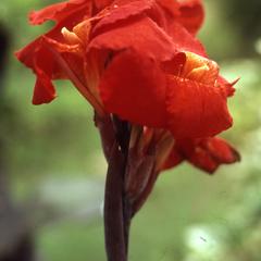 Red Ifaturoti flower