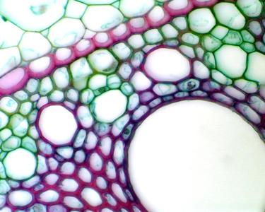 Detail of alternating xylem and phloem in Zea root cross section