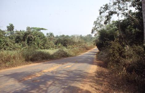 Road to Ipetu surrounded by trees